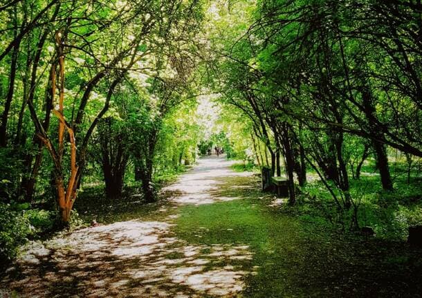 Ambiente - “Puliamo il Mondo” al Parco Alto Milanese: volontari in campo per ripulire boschi e sentieri - Archivio - Varese News