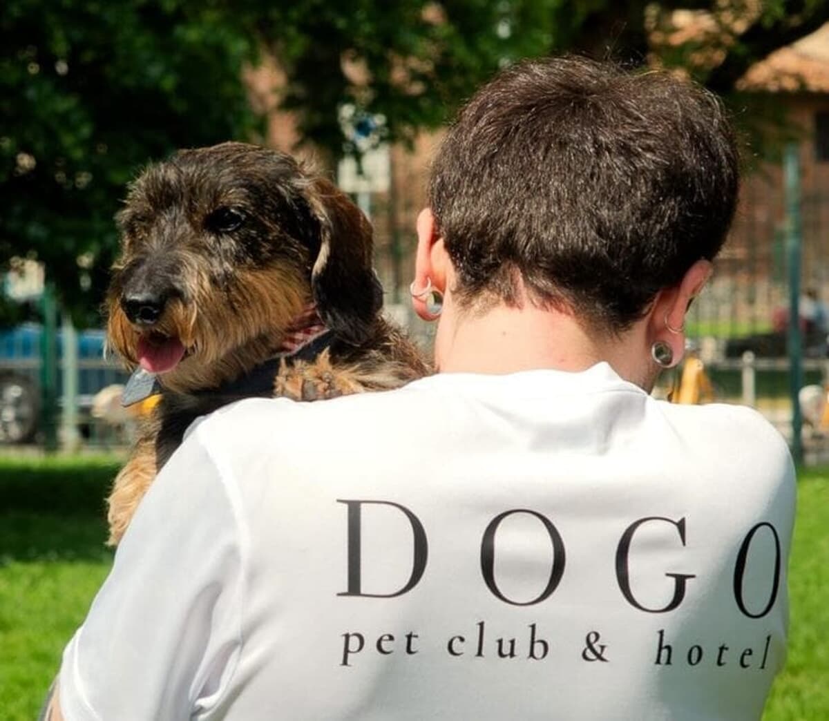 Dog gym, piscine e 'hotel' a 5 stelle: il boom degli asili per cani a Milano (e cosa vuol dire, oggi, essere dog sitter)