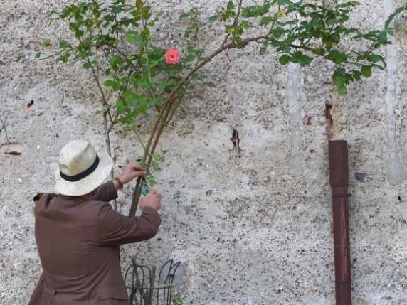 Vigevano, il misterioso «Piantaman», supereroe del verde: «Semino fiori e ortaggi per le strade delle città»