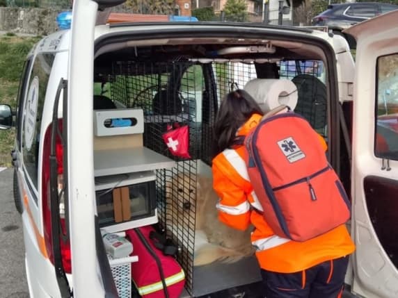 Ballabio, il Comune si autotassa: «Ambulanza veterinaria gratuita per tutti i residenti»