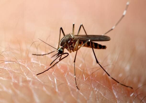 Ceriano Laghetto - Virus Zika a Ceriano Laghetto, il caso sospetto è risultato negativo - Archivio - Varese News
