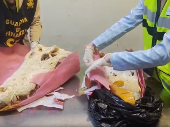 Malpensa, dal pacco «regalo» spedito dalla Cambogia in Italia spuntano i teschi di due «coccodrilli siamesi»