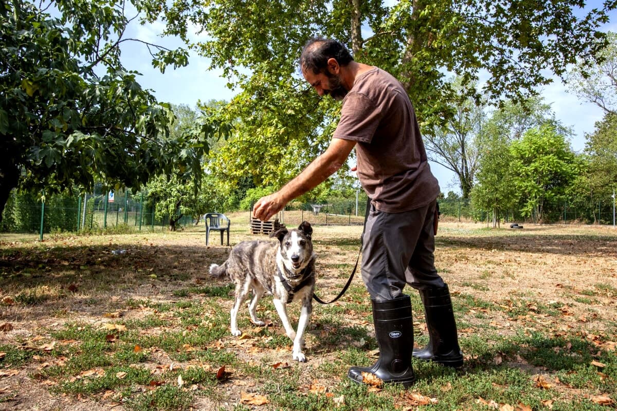 Il Comune di Milano cerca il nuovo gestore del canile: maxi bando da 2,1 milioni per rilanciare adozioni e cure