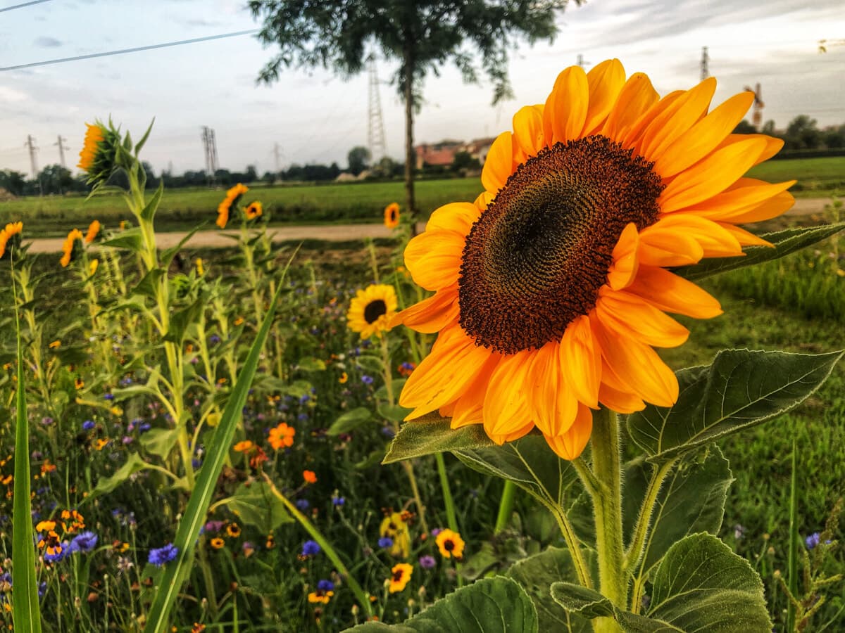 Oggi riapre il campo di girasoli alle porte di Milano: come funziona la raccolta u-pick