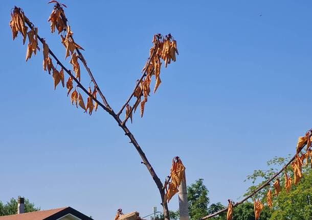 Saronno - “A rischio oltre 3.000 alberi e arbusti delle micro-foreste urbane, non si sprechi il lavoro fatto”, l’appello di Saronno Civica - Saronno/Tradate - Varese News