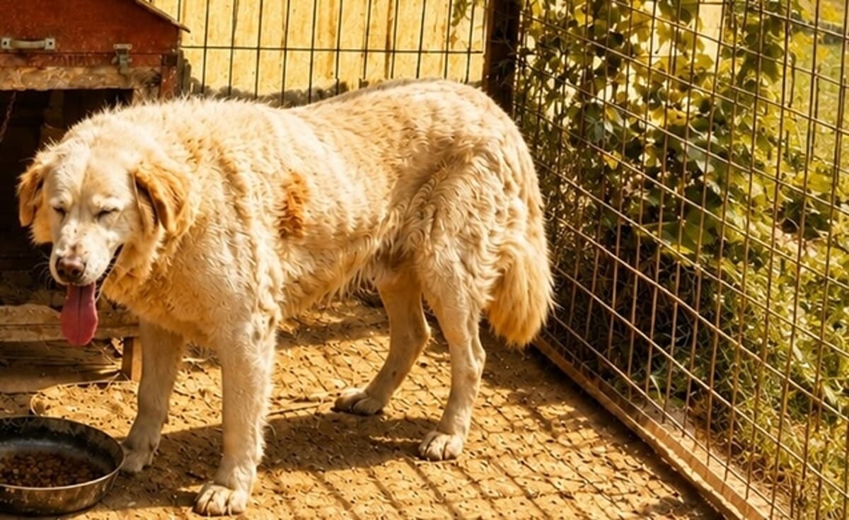 Emergenza caldo nei rifugi: l'appello dell'Oipa per salvare centinaia di cani e gatti dall'afa