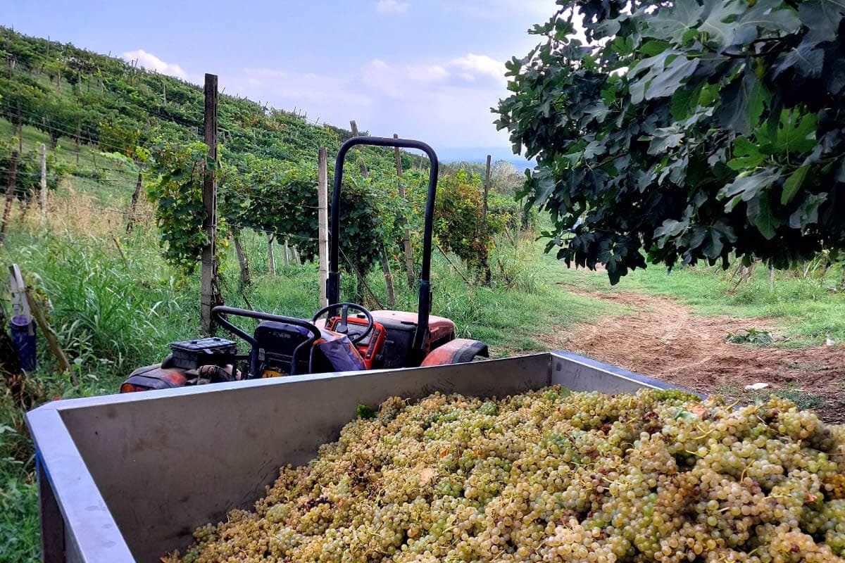 Francesco Mazzocchi, morto a 33 anni schiacciato dal suo trattore: produceva vino insieme al fratello Lorenzo