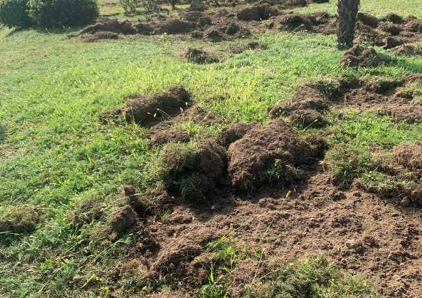 Milano - Dalla Regione Lombardia 300mila euro di indennizzi per danni causati da fauna selvatica -  - Varese News