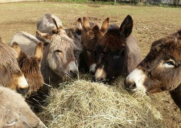 Vedano Olona - Festa d’Estate dell’Arca del Seprio di Vedano Olona: una giornata tra animali, spettacoli e attività per tutti -  - Varese News