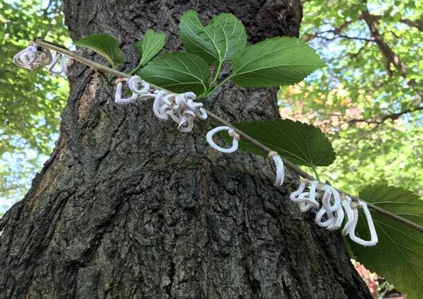 Varese - Allarme Popillia japonica nei parchi cittadini: il Comune attiva interventi mirati -  - Varese News