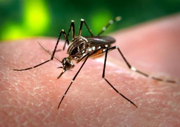 Gerenzano - Un caso di febbre Dengue a Gerenzano, il Comune e ATS attivano la disinfestazione contro le zanzare - Archivio - Varese News