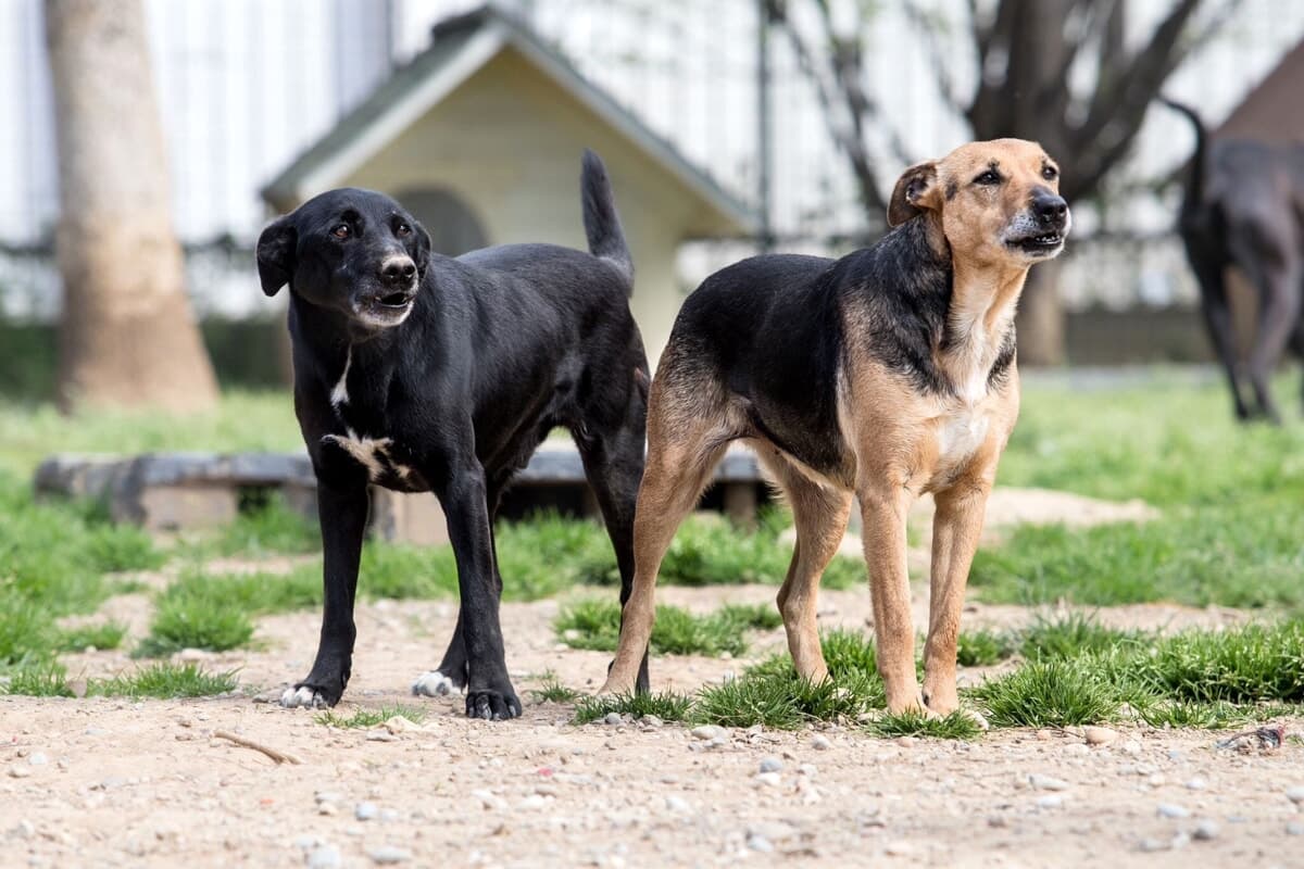 Gira con grossi cani liberi, poi li aizza contro i poliziotti: agente morso a una mano