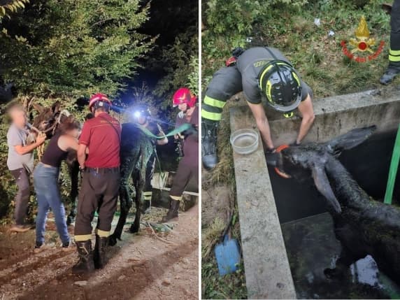 Besana Brianza, asina di 400 chili cade in una fossa di acque reflue: salvata (con l'autogru) dai vigili del fuoco