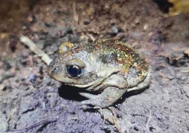 Gallarate - Una petizione per le mitigazioni per il palazzetto di Gallarate, “salviamo l’ambiente umido e il pelobate fosco” - Gallarate/Malpensa - Varese News