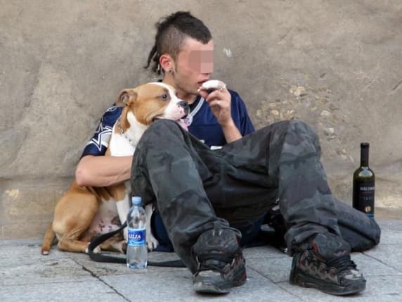 Milano, cani usati per chiedere l'elemosina: confisca immediata dell'animale a chi li sfrutta. Approvata la nuova legge regionale