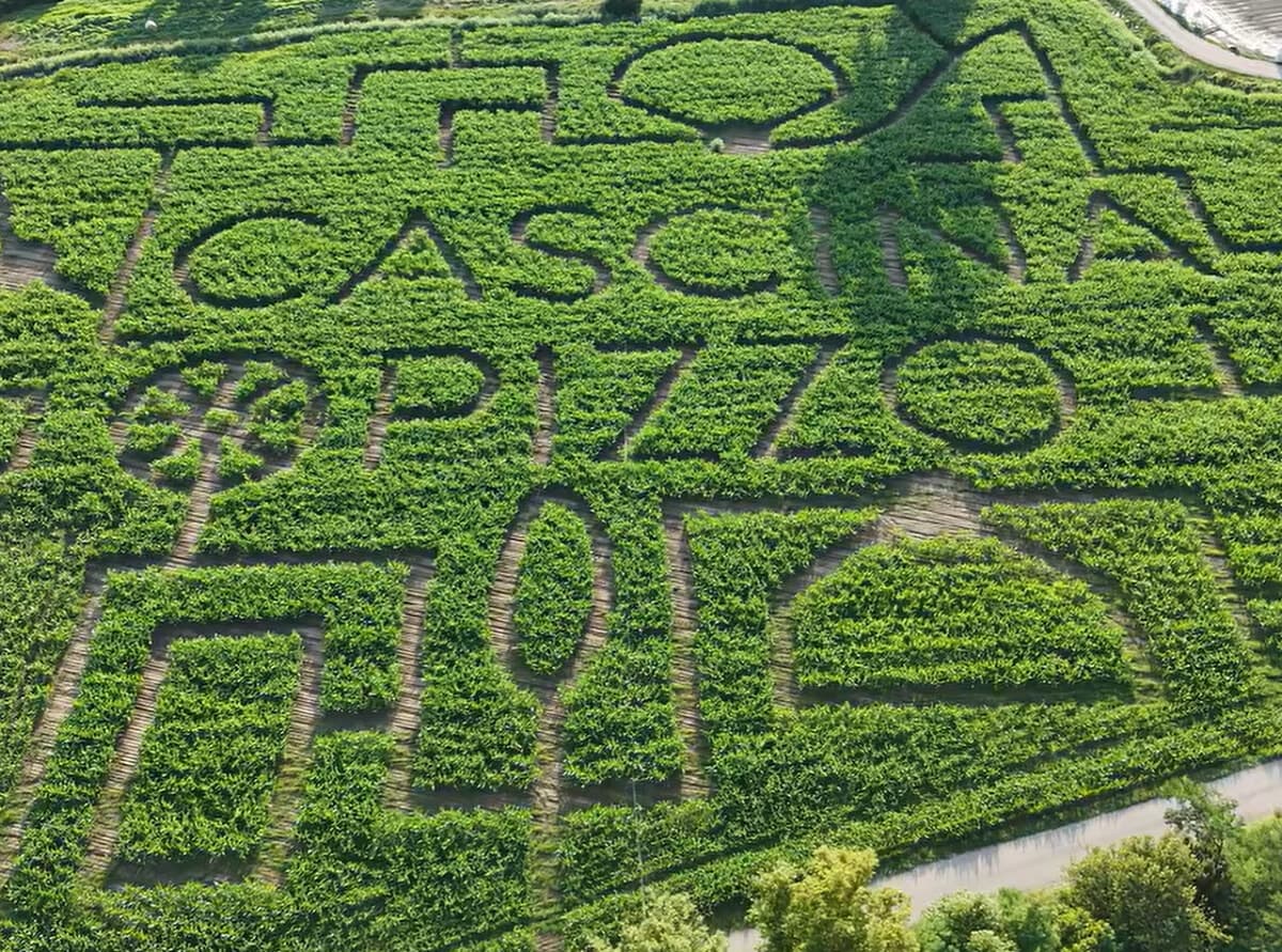 Un labirinto di mais a due passi da Milano (e si può fare anche un pic-nic): come visitarlo e quanto costa