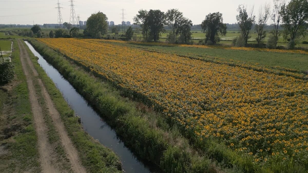 Un mare di girasoli a Milano, l'oasi segreta per fare picnic e foto al tramonto: quanto costa e come prenotare