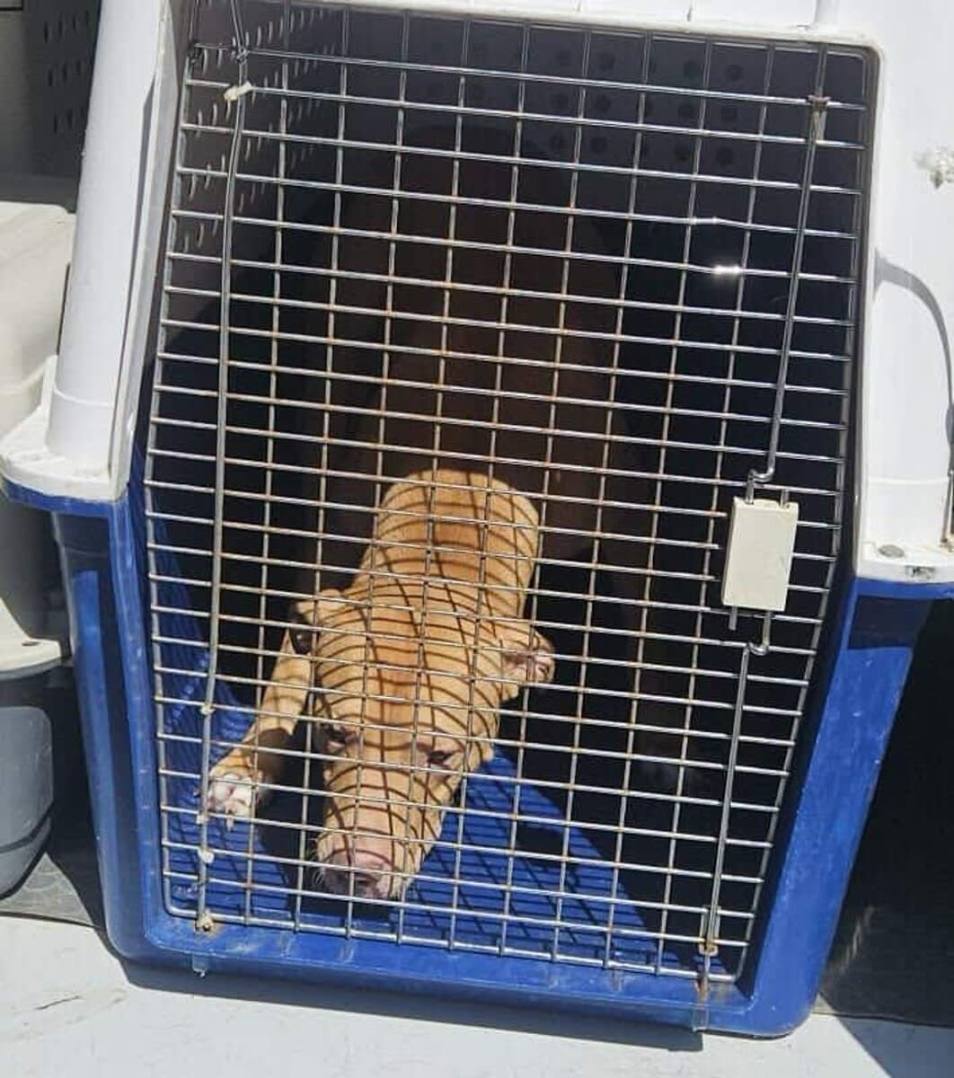 Cinisello, 7 cani e cuccioli sequestrati: scoperto l'appartamento dei maltrattamenti
