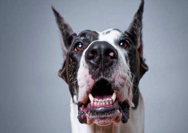 Altre notizie - Tutelare il cane per tutta la sua vita: alcuni consigli -  - Varese News