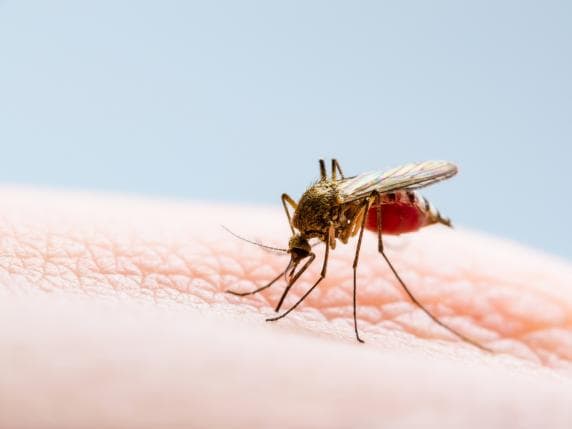 Monza, sospetto caso di Dengue. Ordinata la disinfestazione straordinaria vicino al Parco. È la terza volta dall'inizio dell'anno