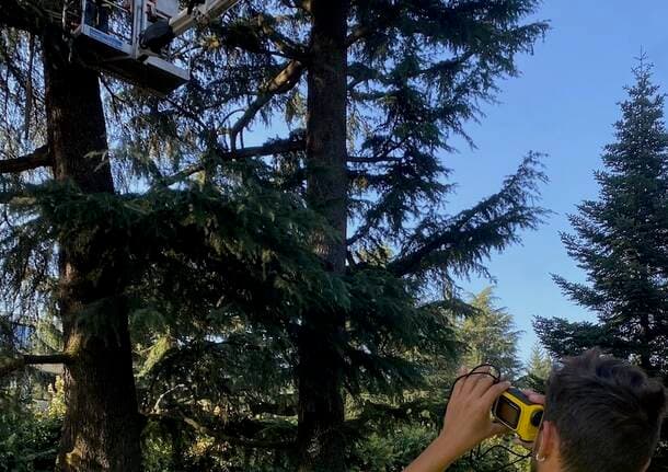 Varese - Varese perde i suoi alberi monumentali? Gli Amici della Terra chiedono una moratoria - Econews - Varese News
