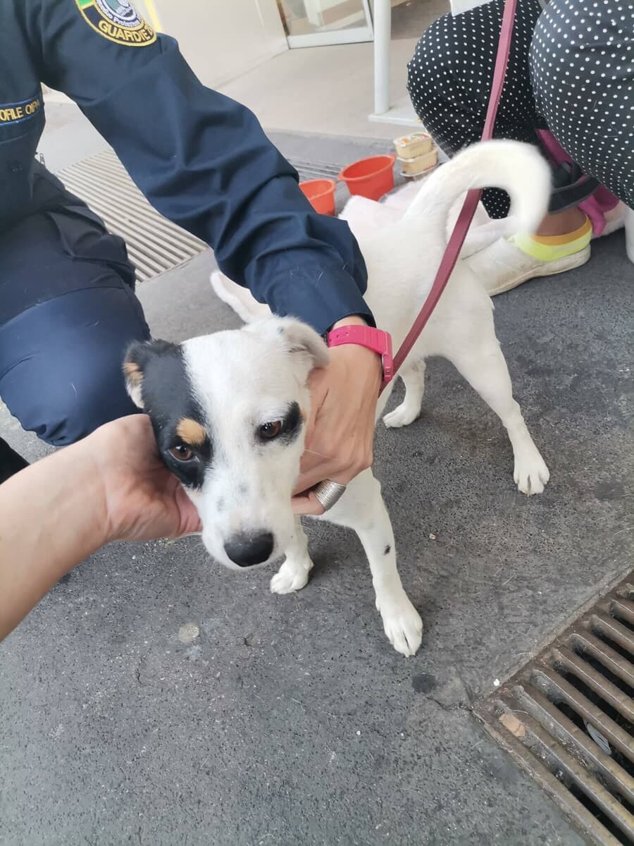 Cane usato per chiedere l'elemosina sequestrato a Milano: applicata la nuova legge