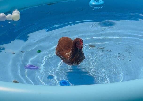 Animali - Fa così caldo che in Valdumentina anche una gallina si è buttata in piscina - Animali - Varese News
