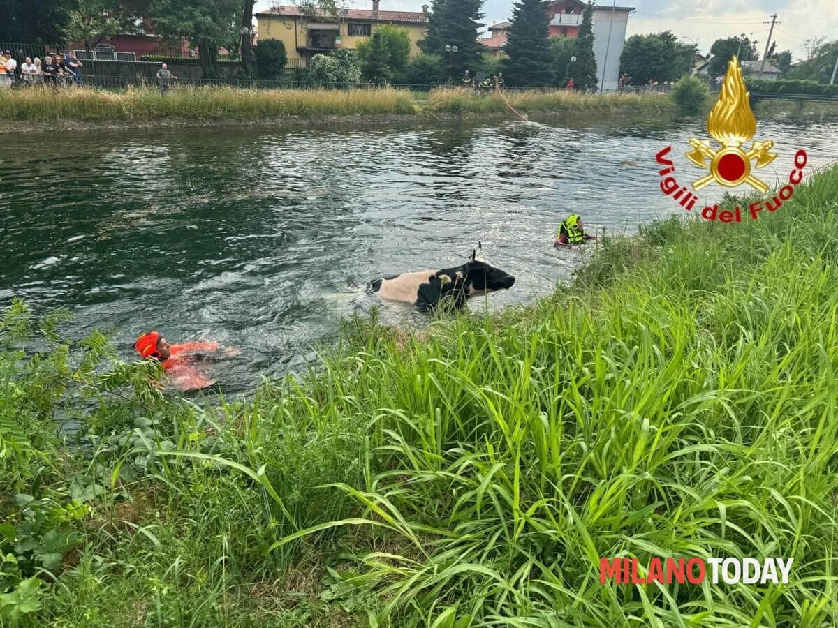 Mucca finisce nel canale alle porte di Milano, pompieri intervengono per salvarla