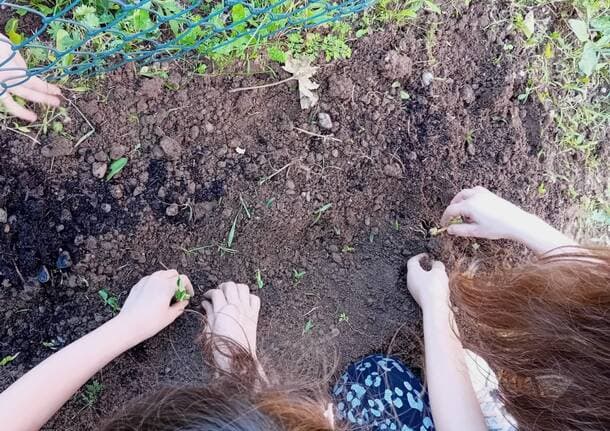 Busto Arsizio - Il miracolo verde di via Comerio: gli studenti ricostruiscono l’orto -  - Varese News