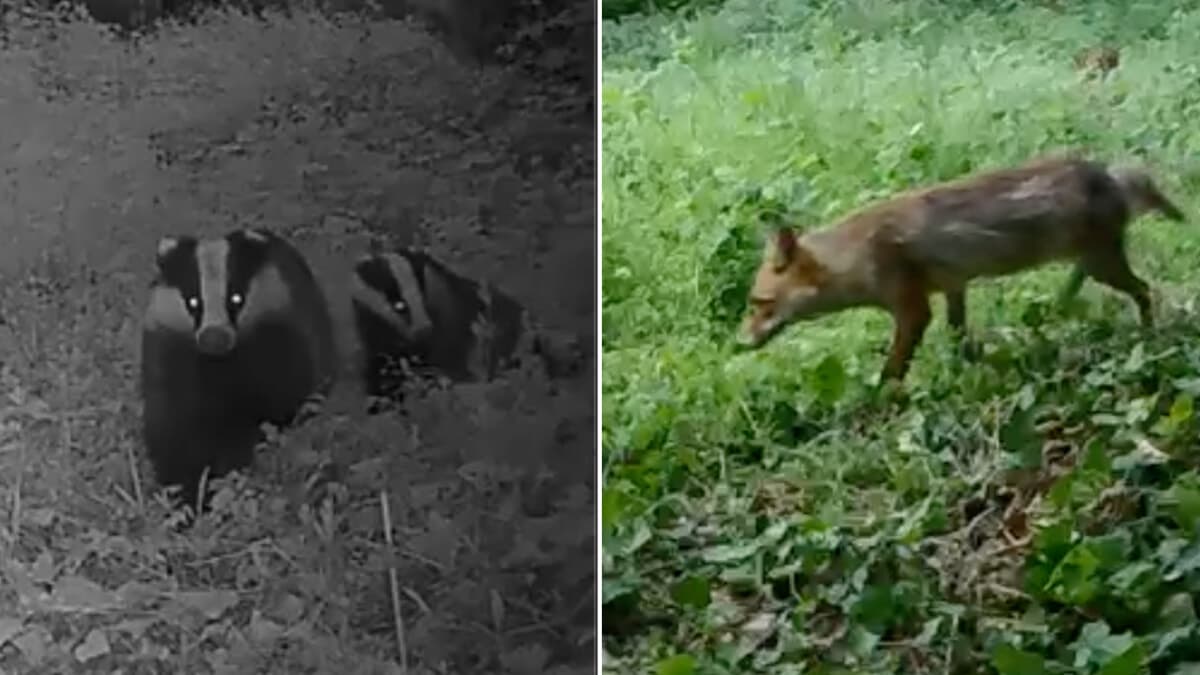 La sorpresa nel parco alle porte di Milano: dopo la volpe, arriva anche il tasso