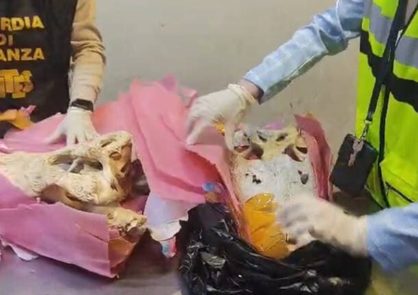 Malpensa - Sequestrati a Malpensa due teschi di coccodrillo provenienti dalla Cambogia -  - Varese News