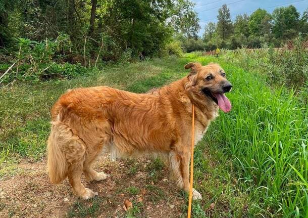 Uboldo - Dal Canile di Uboldo un appello per Teo: “Cerca una casa e una persona a cui affidare il cuore” - Archivio - Varese News