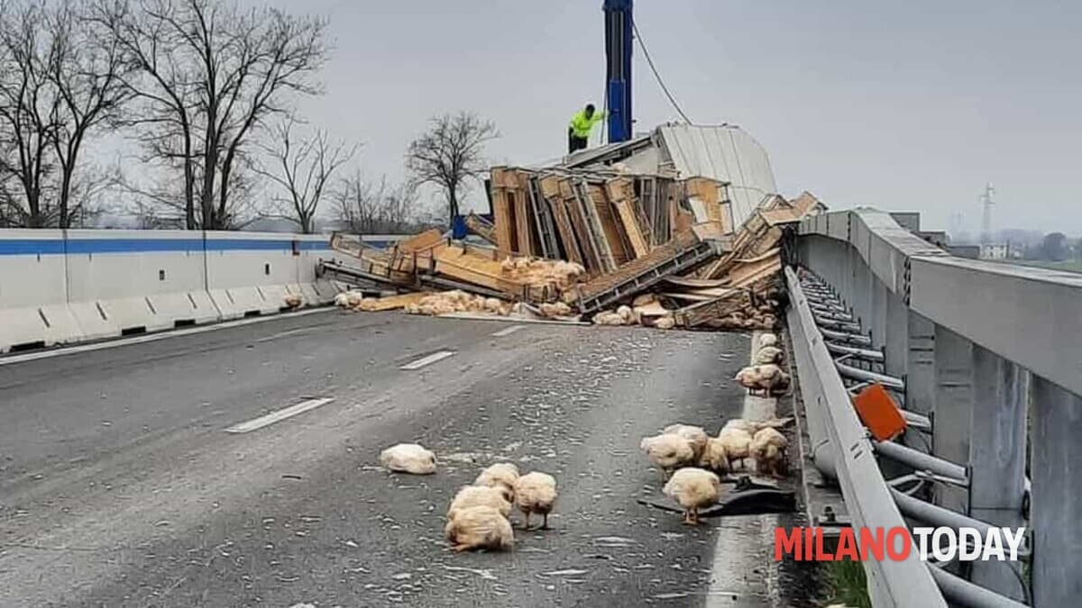 Camion carico di polli si ribalta in curva sull'A7: autostrada chiusa e traffico in tilt dopo l'incidente