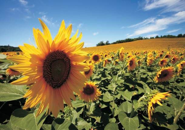 Cultura - Torna “La Lingua del Girasole”, il concorso di aforismi promosso da Helianto: già online i primi testi - Archivio - Varese News