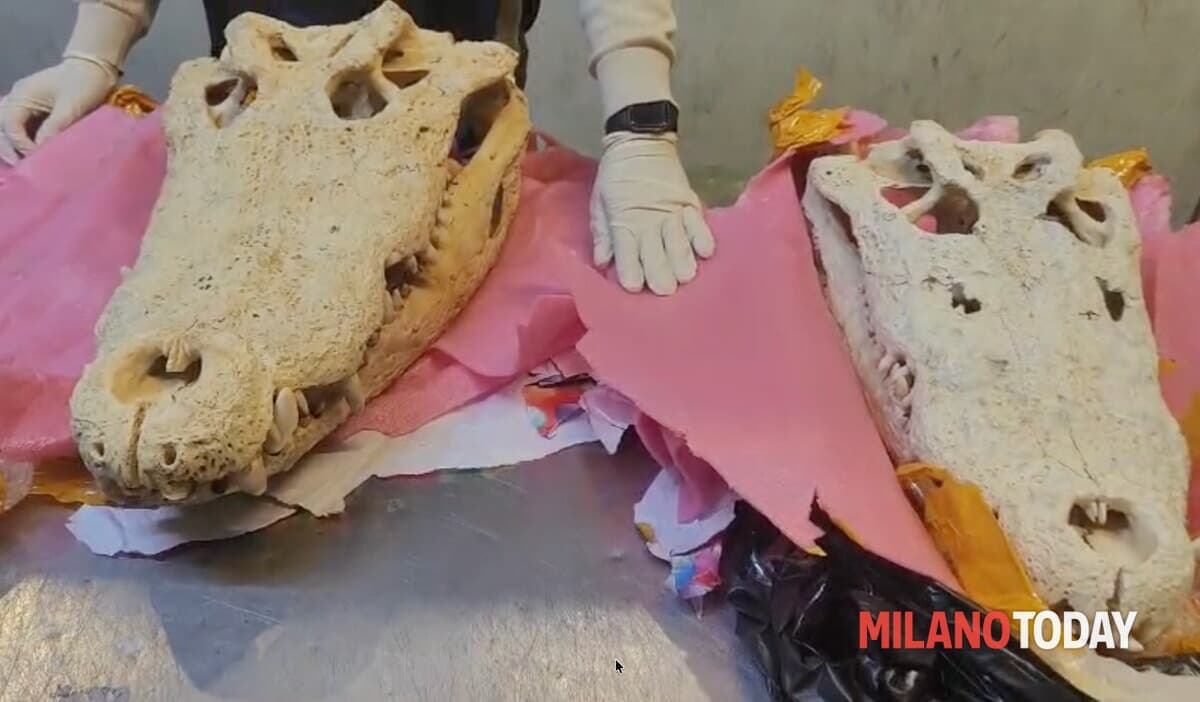 Controlli a Malpensa: dichiarati come "regali", ma nel pacco c'erano due teschi di coccodrillo siamese