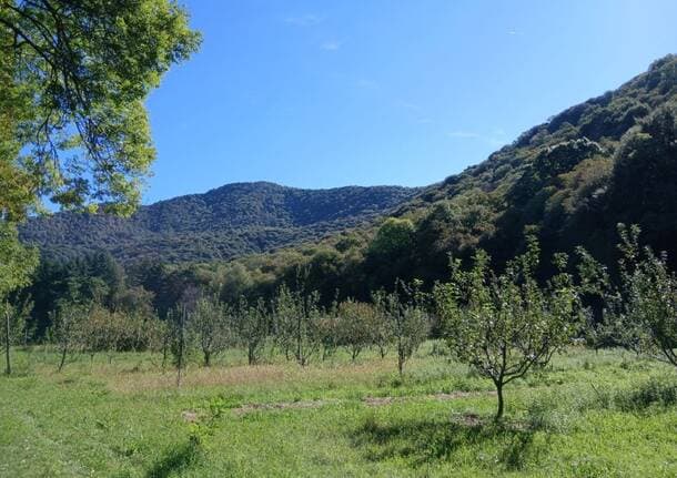 Orino - Margine Vivo, la cooperativa di comunità che vuole riaccendere i borghi prealpini -  - Varese News