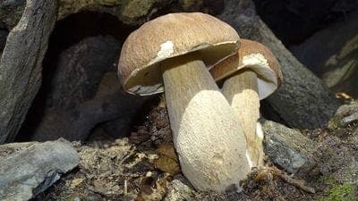Ticket funghi, Val Brembana verso il record: «Prudenza e controlli»