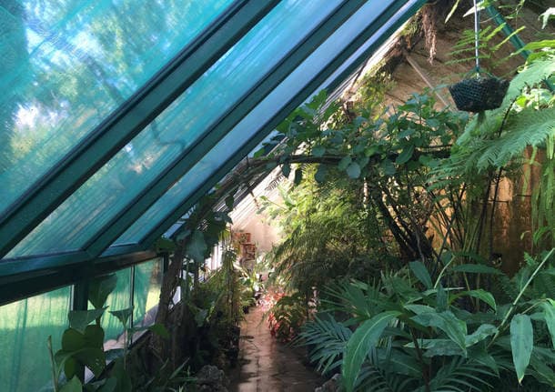 Comerio - Una domenica pomeriggio per esplorare la serra tropicale di Comerio -  - Varese News