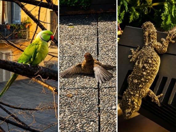 Pappagalli, gechi e ibis: il nuovo ecosistema milanese mappato dai cittadini. L’«osservatorio» di viale Abruzzi: «Così cambia il clima»