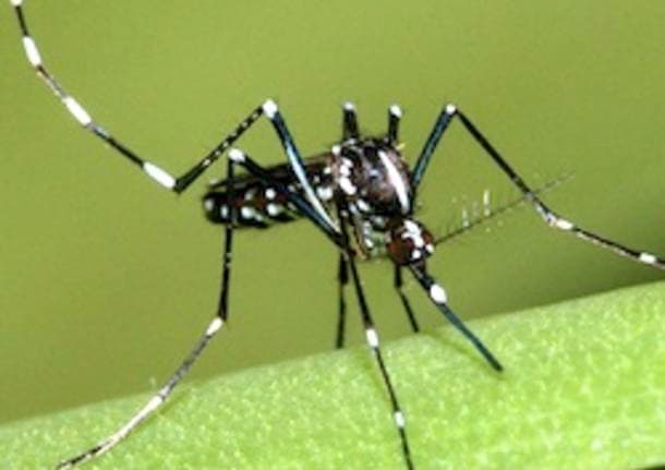 Solaro - A Solaro disinfestazione straordinaria contro le zanzare dopo un sospetto caso importato di virus Zika - Archivio - Varese News