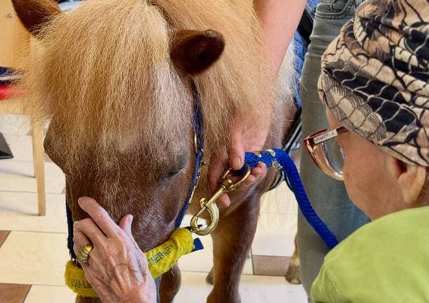Gerenzano - C’è un pony in ascensore! La magia della pet therapy al Villaggio Amico di Gerenzano - Archivio - Varese News