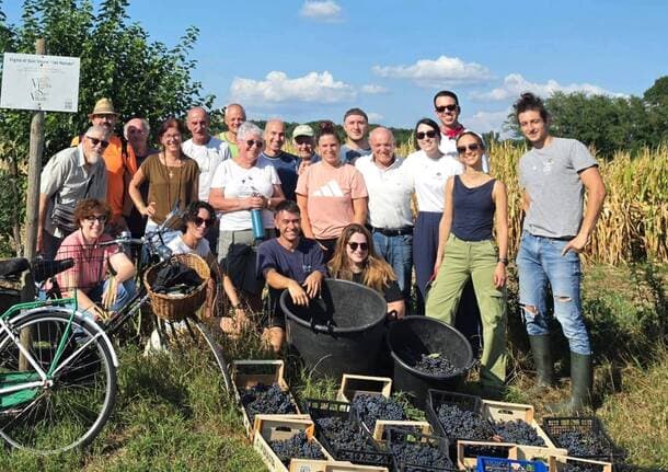 Gorla Maggiore - Si è conclusa la vendemmia nella vigna di San Vitale a Gorla Maggiore: “Tanta fatica ma che soddisfazione!” - Archivio - Varese News