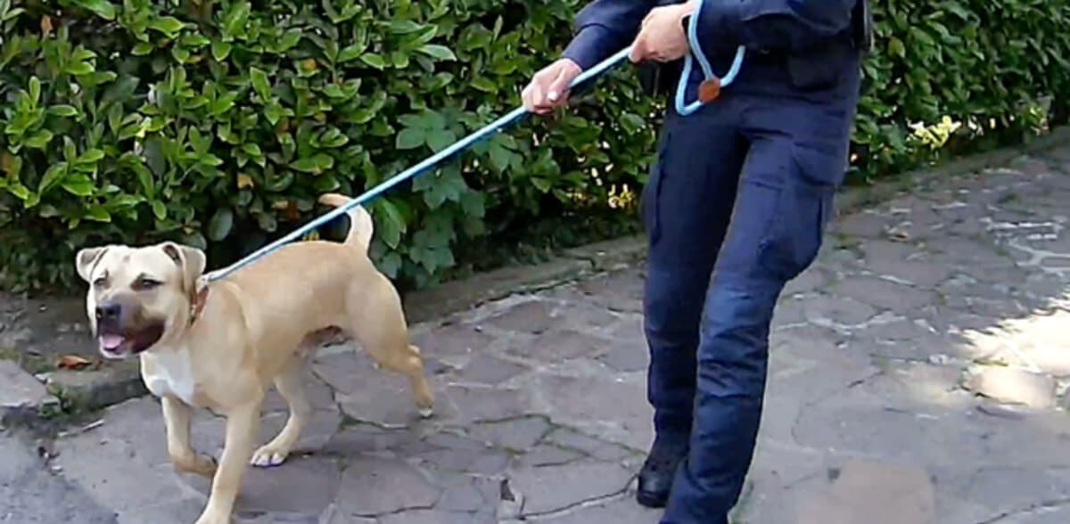 Abbandono animali, oltre 130mila casi l'anno: la campagna Miav e il vademecum