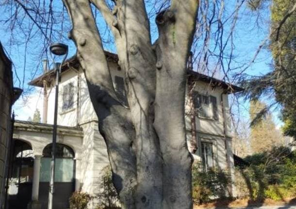 Varese - In Lombardia censite 28 nuove piante monumentali, nessuna in più per la provincia di Varese -  - Varese News