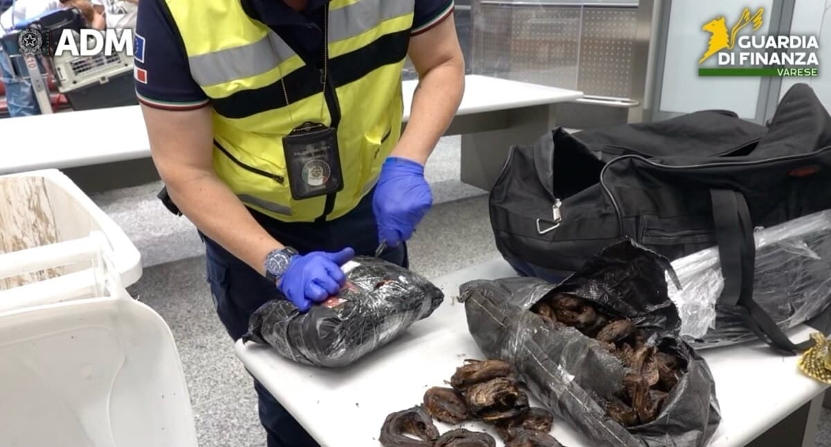 Pesce, carne e latticini fuorinorma: a Malpensa sequestrate 8,5 tonnellate di cibo