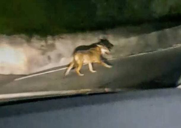 Barasso - Un lupo si aggira per le strade di Barasso: nessun allarme ma i cani stiano al guinzaglio -  - Varese News