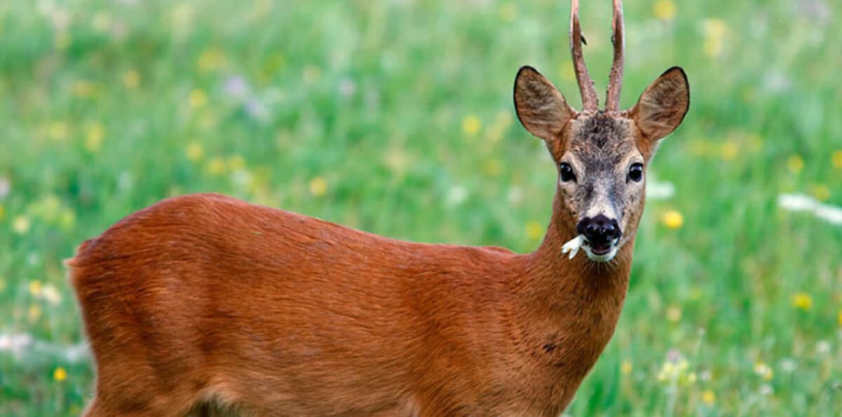 Codevilla, capriolo carica la veterinaria che lo sta curando: donna grave in ospedale