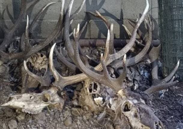 Castano Primo - Fucili e scheletri di cervo: operazione antibracconaggio tra Busto Arsizio e il Pavese, sequestrate 47 armi e 6mila munizioni - Archivio - Varese News
