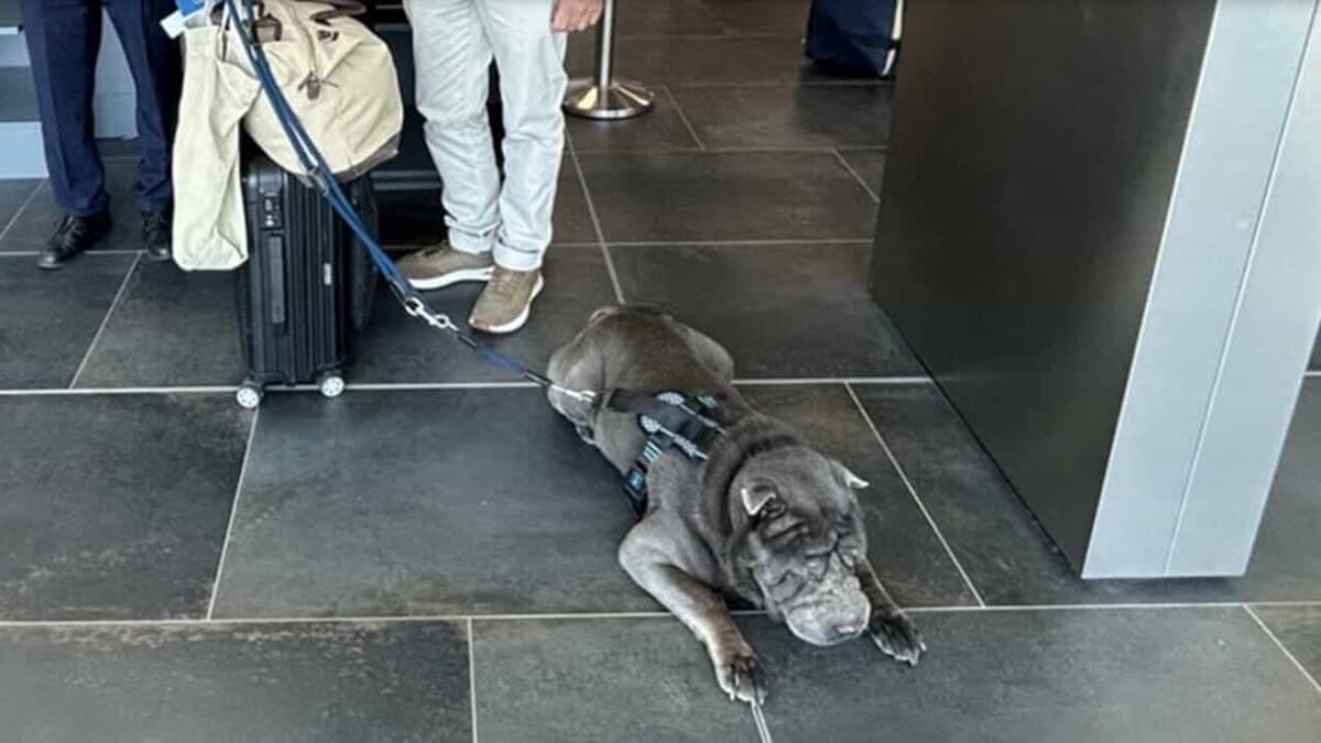 Passeggeri a quattro zampe a bordo: da Palermo a Linate il primo volo Ita Airways con un cane di taglia grande