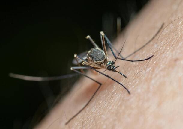 Ceriano Laghetto - Anche a Ceriano Laghetto disinfestazione straordinaria per un sospetto caso di virus Zika - Archivio - Varese News